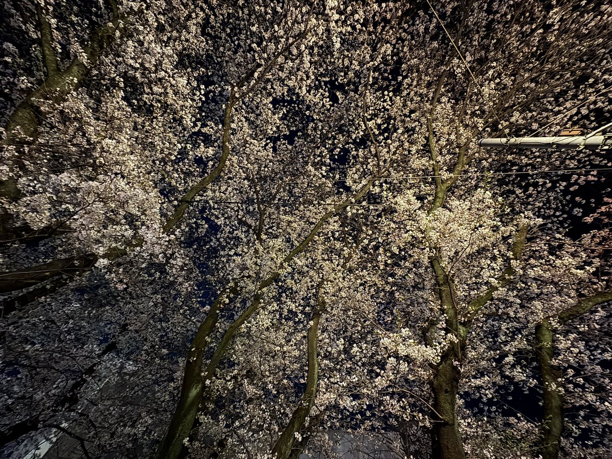 ｵﾋｹﾞﾉﾋﾄ🥸 tweet media