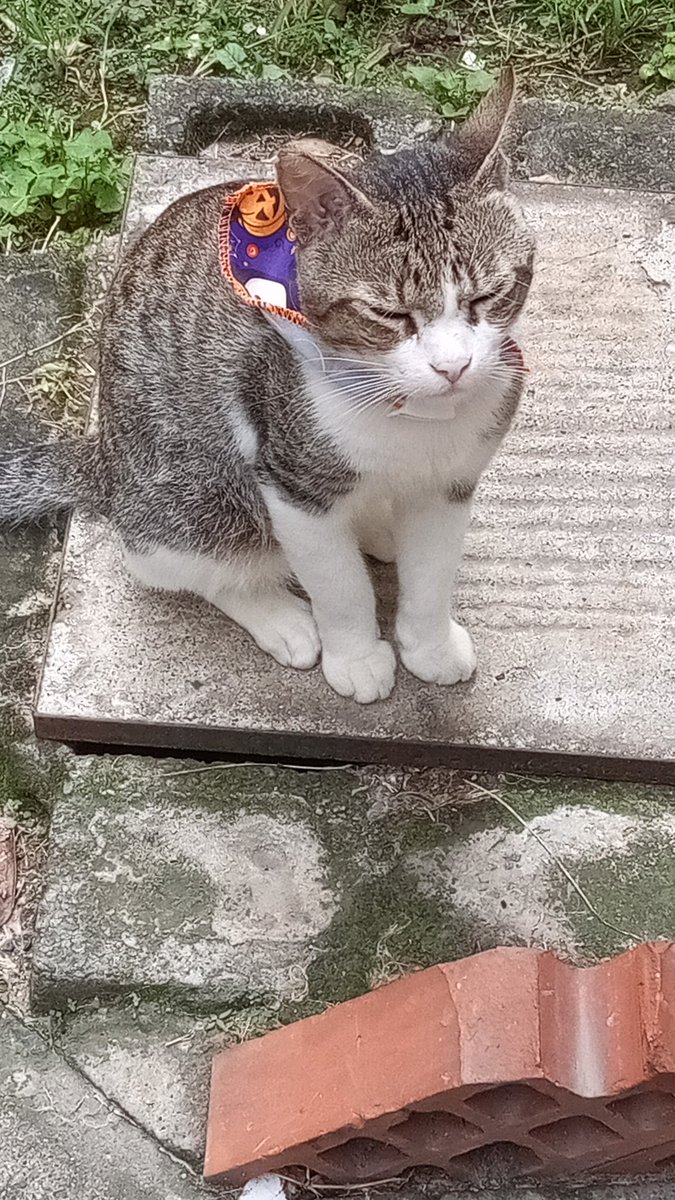 R0m€r0 €d1 tweet media