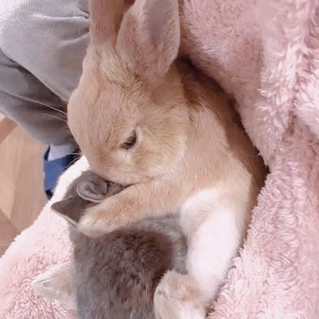 nat ݁˖Ი𐑼⋆ (@napkimi) on Twitter photo 