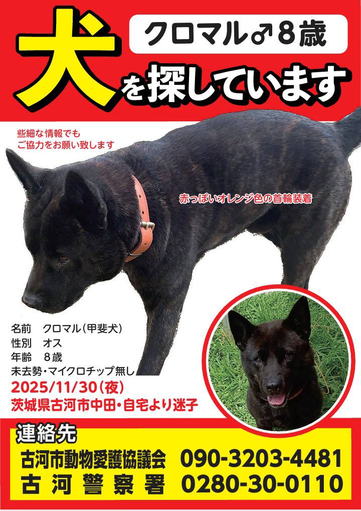 甲斐犬を探しています(代理投稿) tweet media