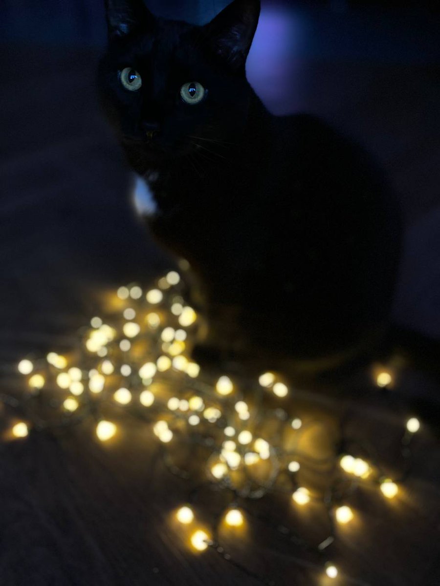 Chococosalo tweet media