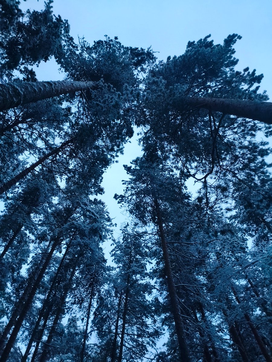 Chococosalo tweet media