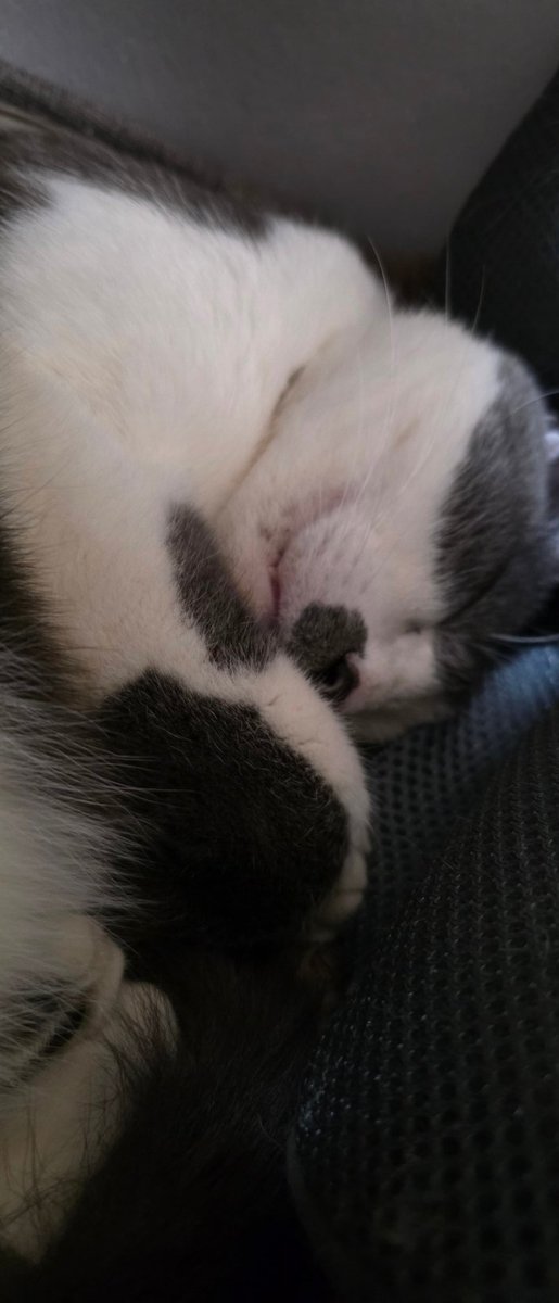 うんぽんぽる tweet media