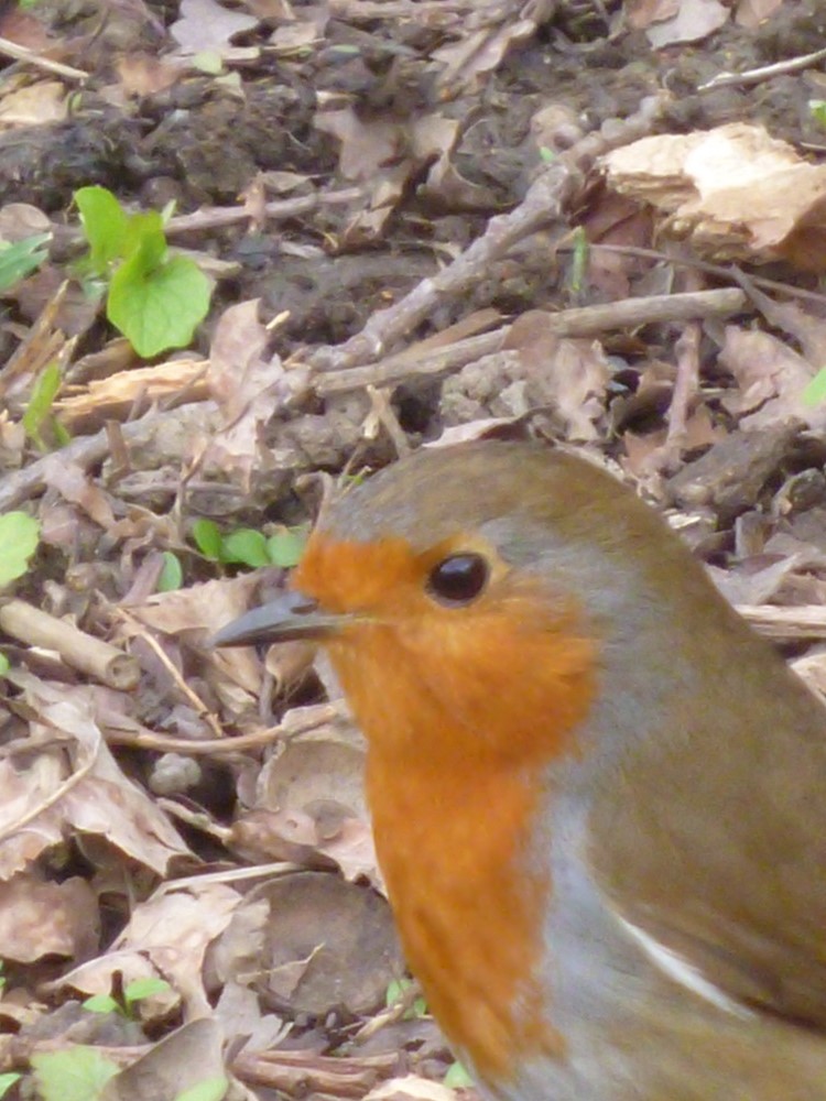 CommunityGdnsLondon tweet media