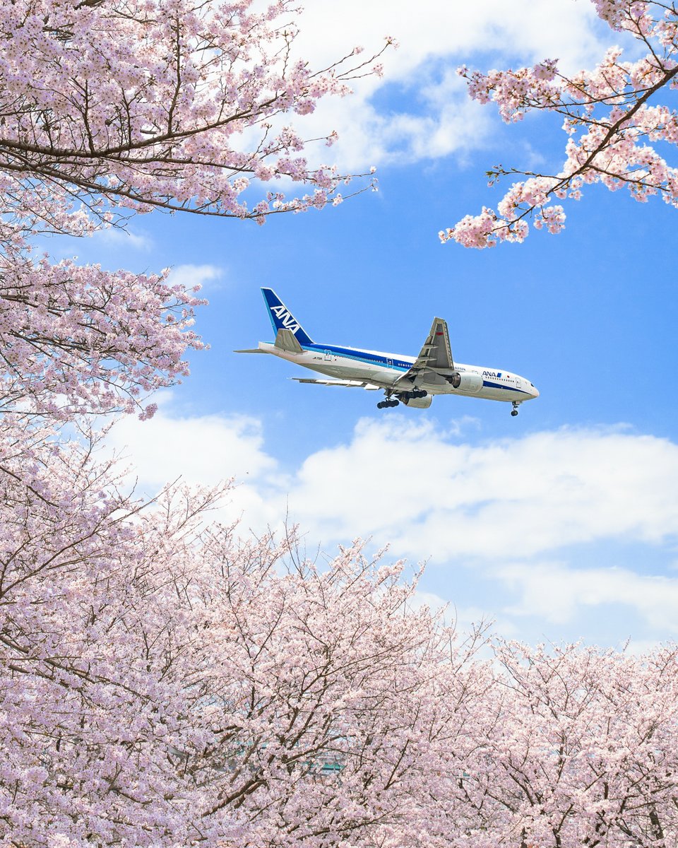All Nippon Airways tweet media