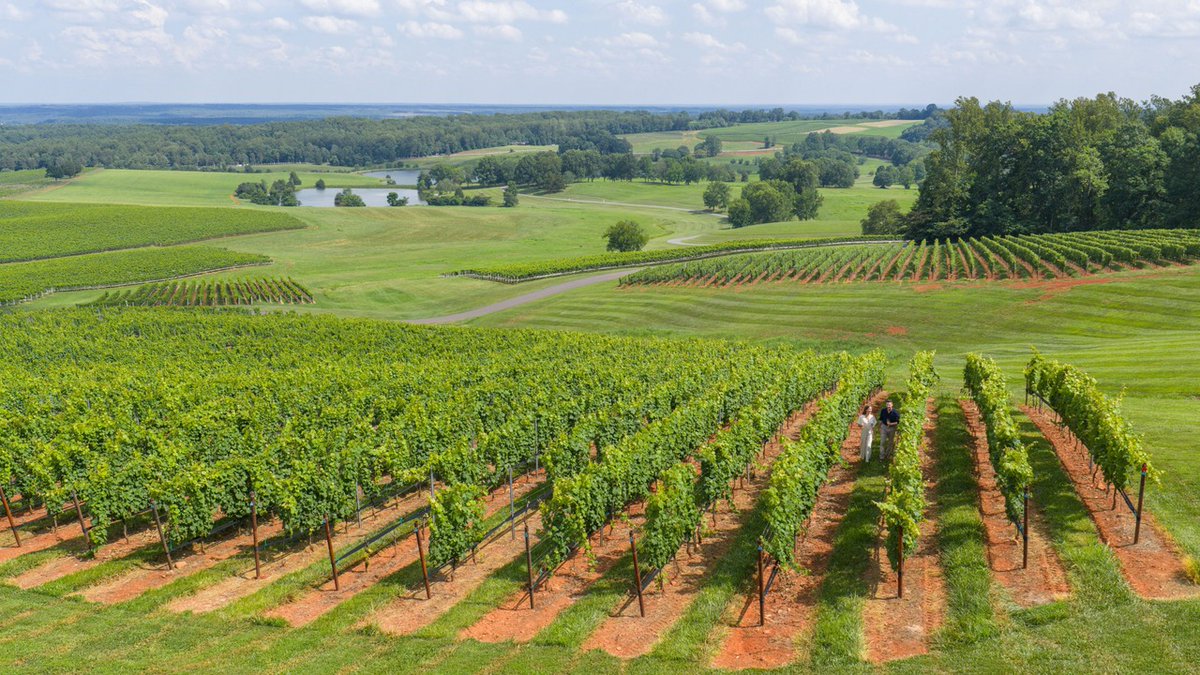 TrumpHotels's tweet image. A season of renewal unfolds at @albemarleestate at @trumpwinery where rolling green hills, lush gardens, and sprawling vineyards come to life. 

#TrumpHotels #NeverSettle #TrumpWinery #AlbemarleEstate