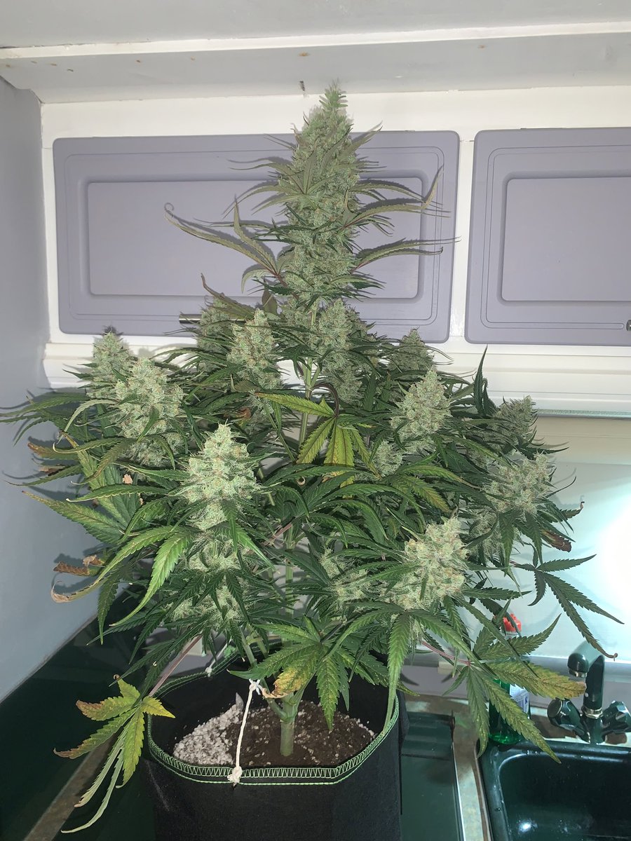 Skunk City Genetics tweet media