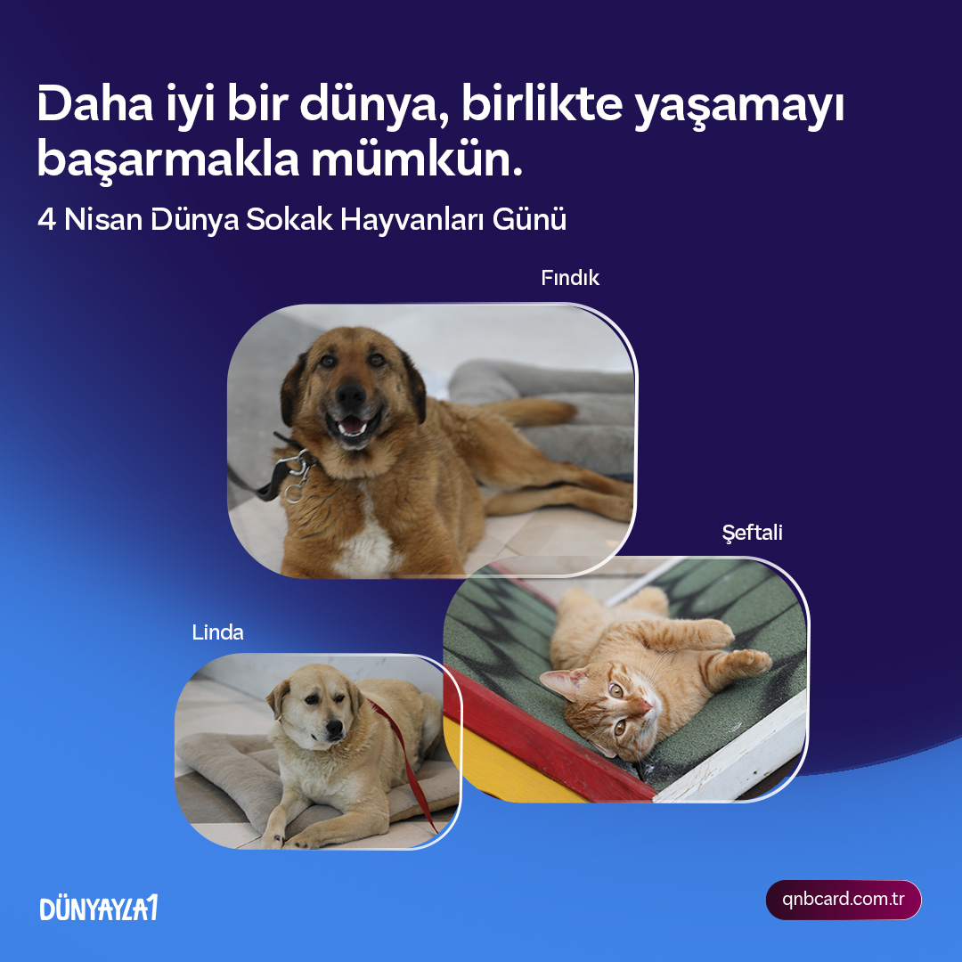 QNB Kredi Kartı tweet media