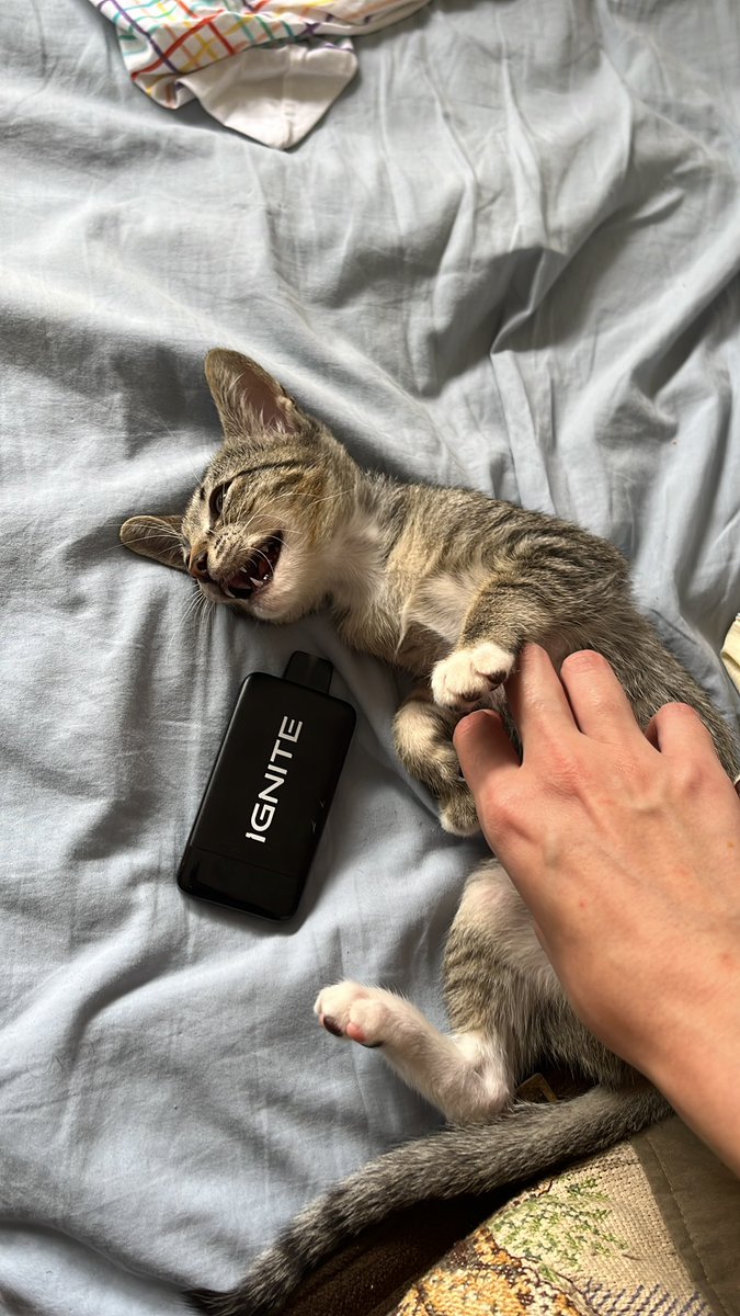 liv midwest princess tweet media