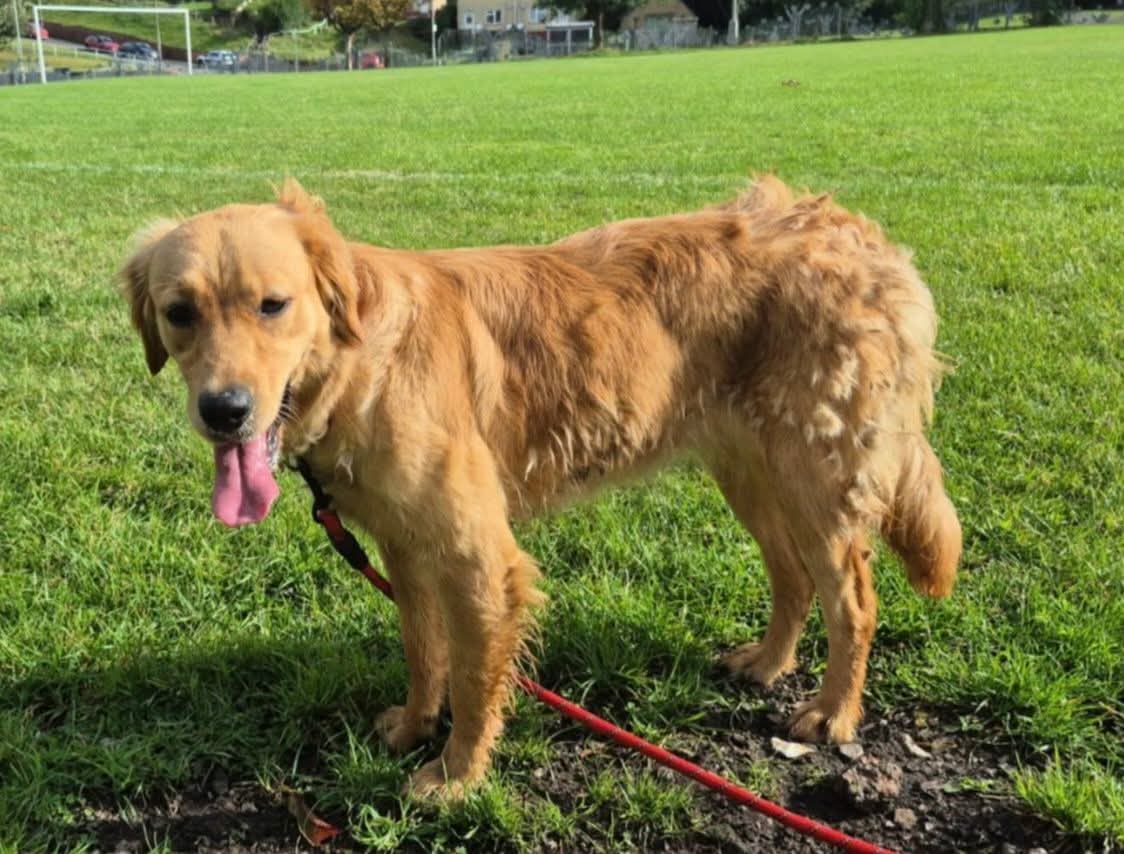 juliagarland73's tweet photo. https://t.co/GF2Oq31pOA #Missing #Lostdog #Missing from #Geriol #Riad #Townhill #Swansea #SA1 area #Wales π΄σ §σ ’σ ·σ ¬σ ³σ Ώπ΄σ §σ ’σ ·σ ¬σ ³σ Ώπ΄σ §σ ’σ ·σ ¬σ ³σ Ώπ΄σ §σ ’σ ·σ ¬σ ³σ Ώπ΄σ §σ ’σ ·σ ¬σ ³σ Ώ https://t.co/W4VczNFm8Y