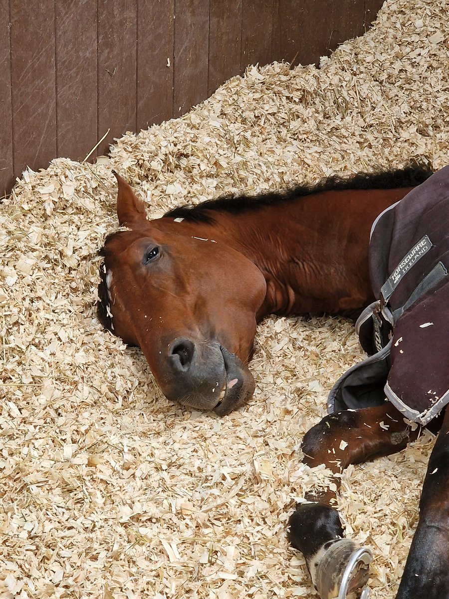 Tracy 🏇 tweet media