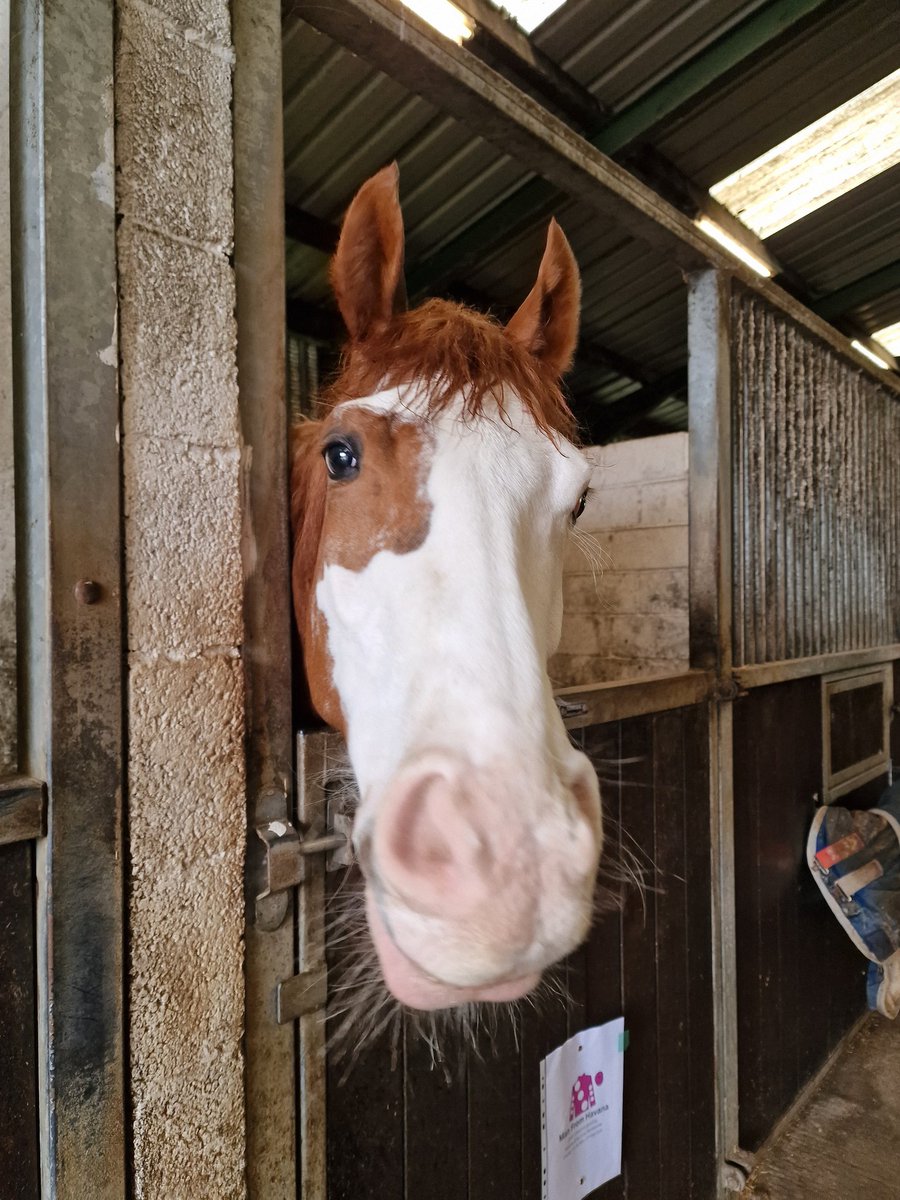 Tracy 🏇 tweet media