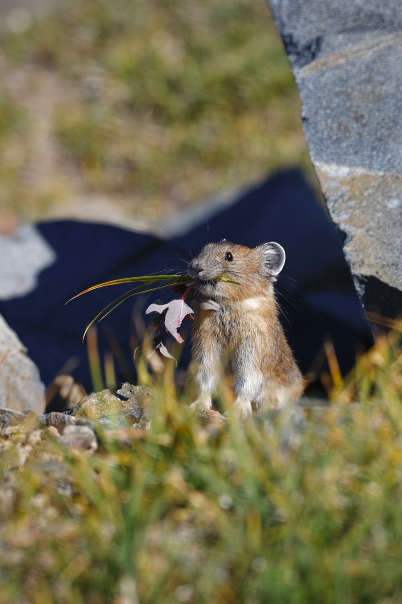 WANatlParkFund's tweet photo. Ever heard a pika call? (โMEEP!โ) ๐พ
Join a free virtual field trip to learn how community science is helping @MountRainierNPS track these tiny alpine mammals โ and what they reveal about changing conditions.
RSVP: https://t.co/6kxqr1bOcR
#ForTheParks
๐ท Karen Povey https://t.co/nZCkynoojw
