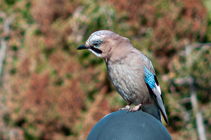 Martins Sitcs tweet media