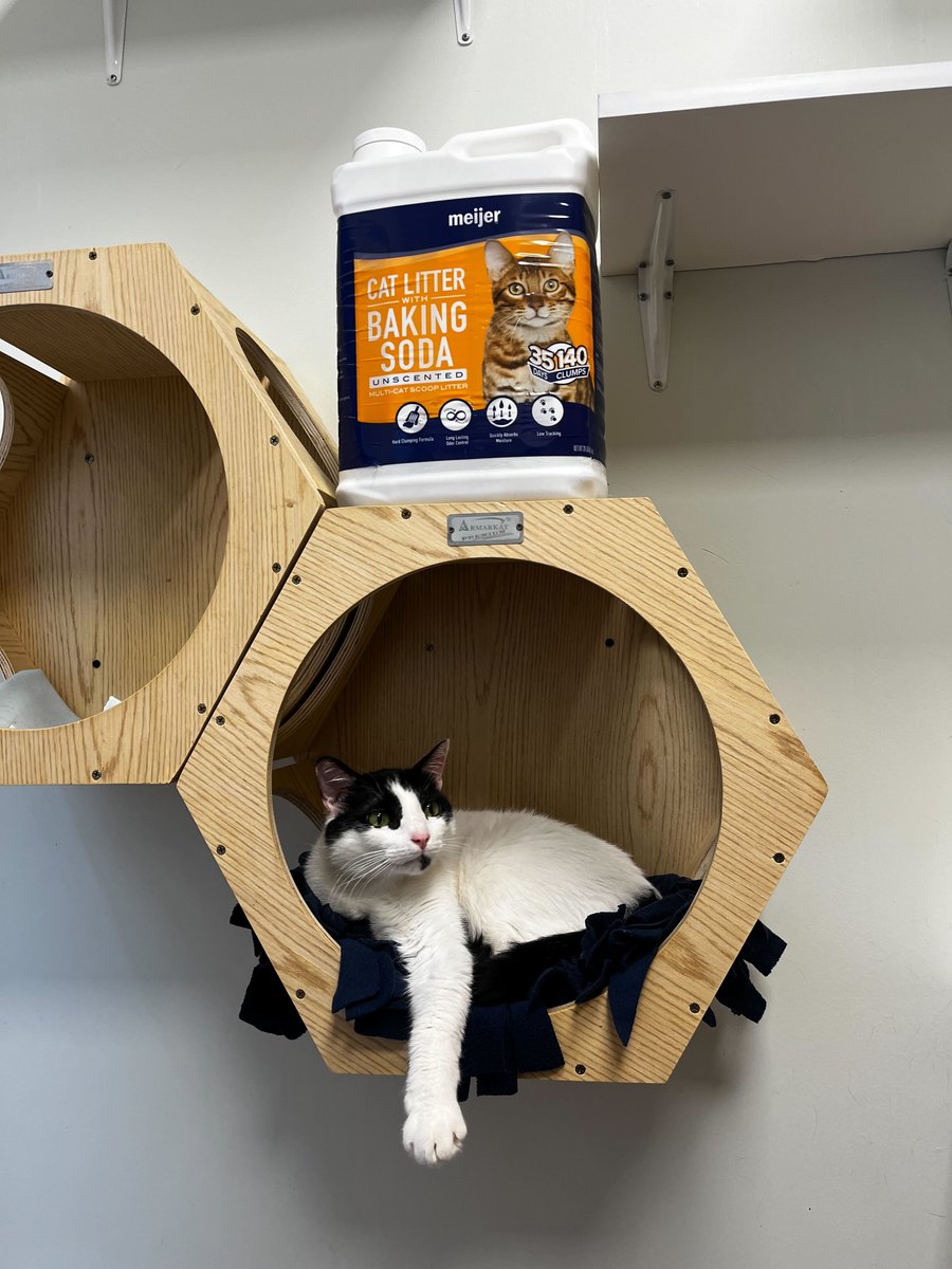 catspride's tweet photo. BIG news. Like… 1 MILLION lbs big! 🙀

Let's Go Big or Go Home this spring💚

Our mission? Donate 1 million lbs of litter to shelters across the country — and we need YOU!

Stock up on litter and nominate your fav shelter: 
https://t.co/xyVbumkh0E

📸 Paws and Claws Cat Rescue https://t.co/J1ABuRkpTe