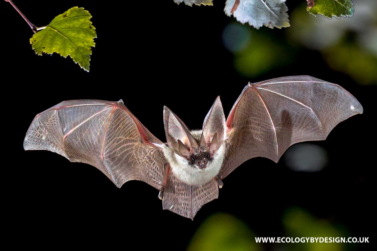 Josafat296 🌙 The Bad Joke 🎭 tweet media