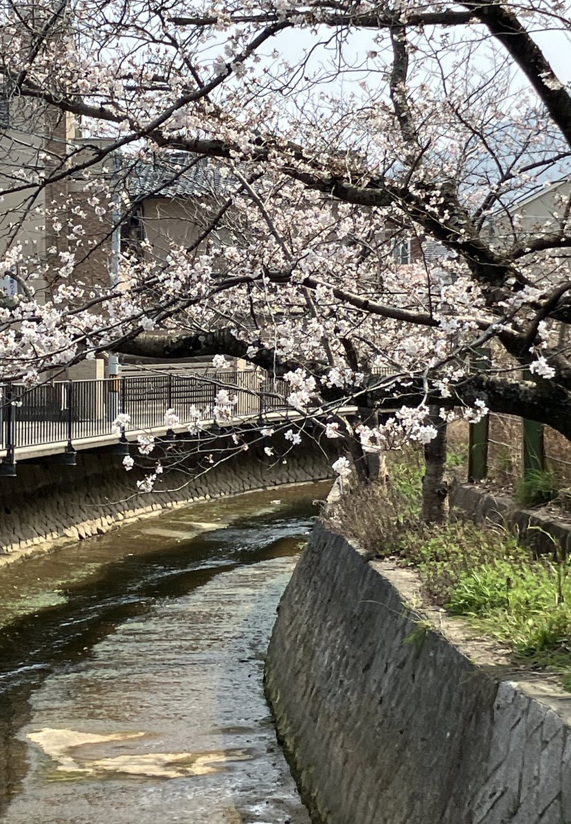 大学生は今日が入学式だったみたいだから、桜いい感じでよかっただろうなぁ(*´˘`*)🌸
小中高の入学式までもってくれたらいいな～広島は明日雨予報だから、厳しいかなぁ💦　頑張れ、桜の木(｡>人<)