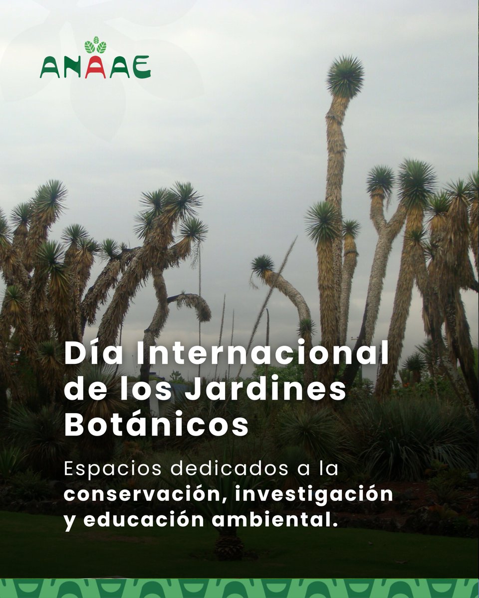 Anaae_mx's tweet photo. Los jardines botánicos son espacios clave para la conservación de la biodiversidad vegetal. 🌿

En muchos casos ayudan a conservar especies que están en riesgo de desaparecer.

#JardinesBotánicos #Biodiversidad #Conservación https://t.co/71GofFqT0n