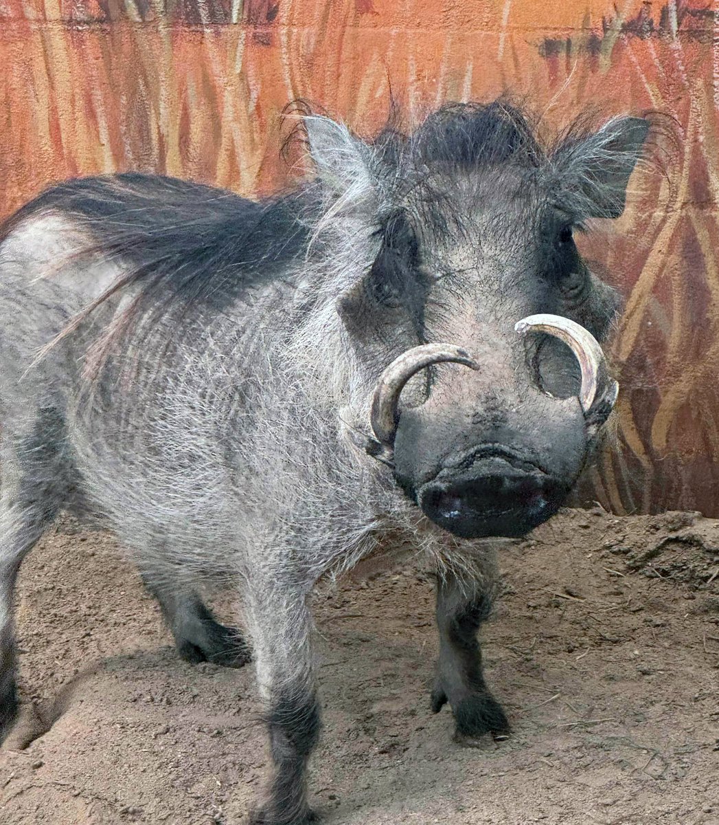 Zoo Boise tweet media