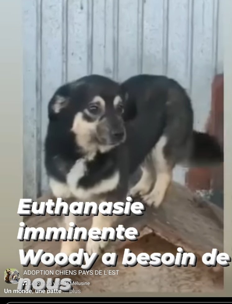 🇫🇷 MIDY Rosamonde 🇫🇷🐕📸🌕⭐️ tweet media