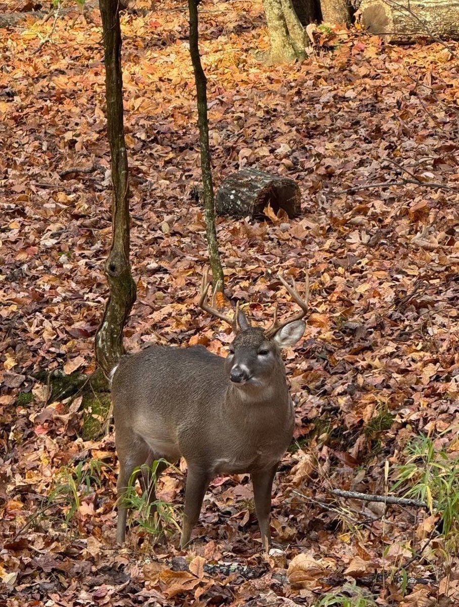 Deer in Places they Shouldn't Be tweet media