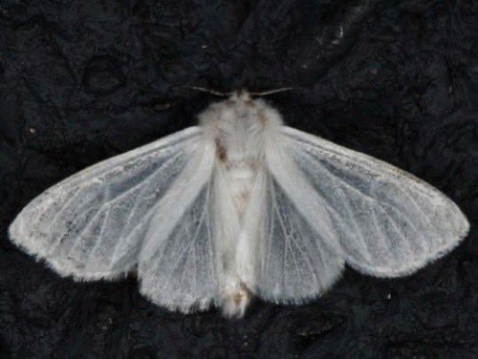 𝓇𝒶𝓏𝒶𝓃 tweet media