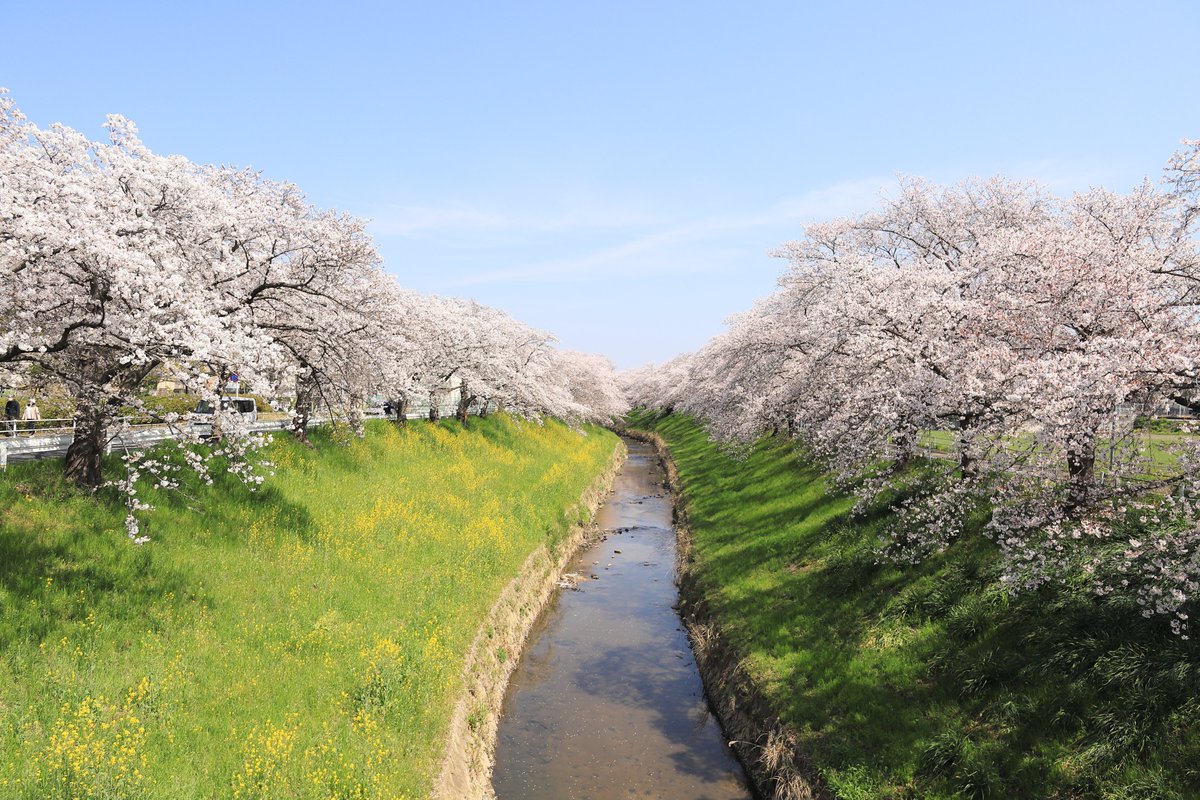 kazu1200_SR's tweet photo. 又兵衛桜
佐保川
奈良奥山ドライブウェイ
Canon EOS 6D Mark II
Canon EF24-85mm F3.5-4.5 USM
#キヤノン党でほめあいたい
#Canon
#CanonEOS
#EOS6DMarkII
#桜
#ドライブ https://t.co/1IdSjuoNoC