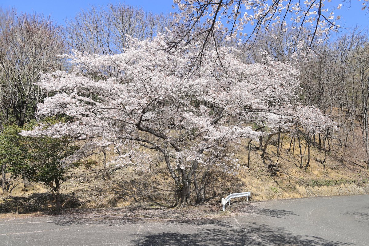 kazu1200_SR's tweet photo. 又兵衛桜
佐保川
奈良奥山ドライブウェイ
Canon EOS 6D Mark II
Canon EF24-85mm F3.5-4.5 USM
#キヤノン党でほめあいたい
#Canon
#CanonEOS
#EOS6DMarkII
#桜
#ドライブ https://t.co/1IdSjuoNoC