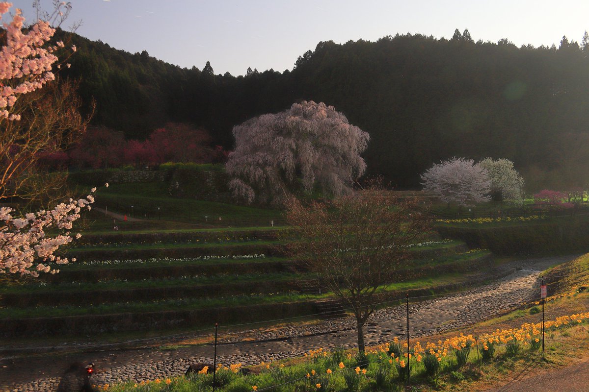 kazu1200_SR's tweet photo. 又兵衛桜
佐保川
奈良奥山ドライブウェイ
Canon EOS 6D Mark II
Canon EF24-85mm F3.5-4.5 USM
#キヤノン党でほめあいたい
#Canon
#CanonEOS
#EOS6DMarkII
#桜
#ドライブ https://t.co/1IdSjuoNoC