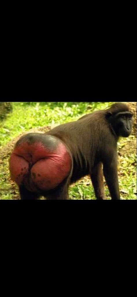 🇸🇦ابوفيصل🇸🇦 tweet media