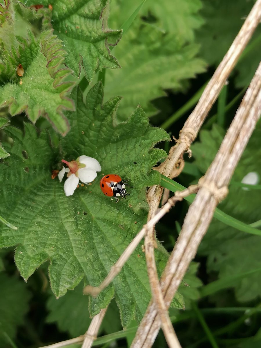 RMR Savage 🇵🇱🌱 Ⓥ tweet media