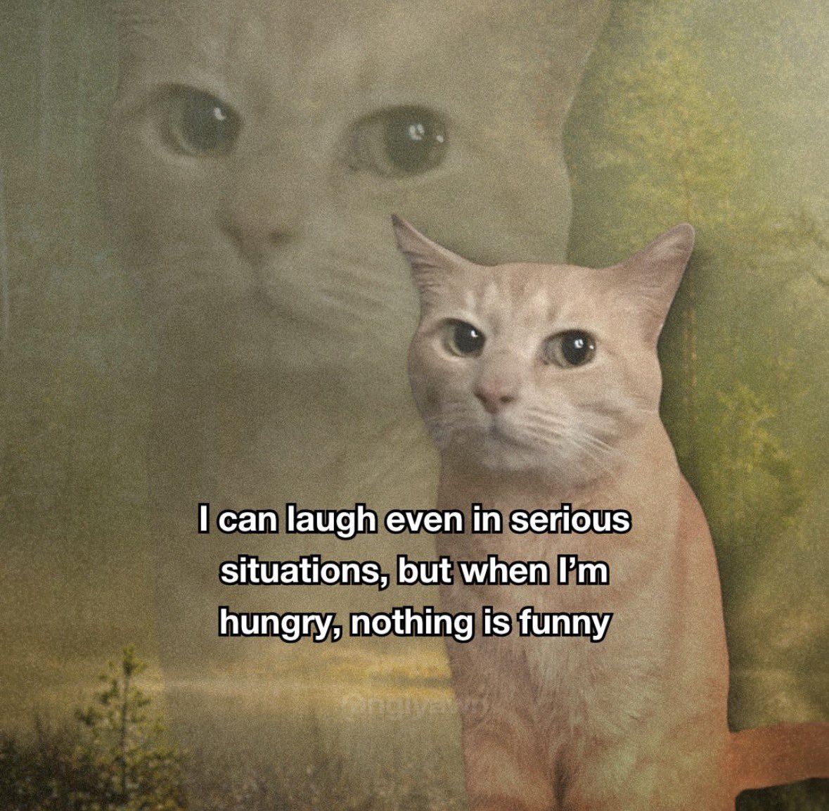 LiterallyMeCats tweet media