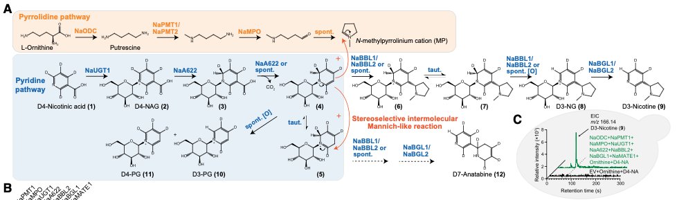 Niko McCarty. tweet media