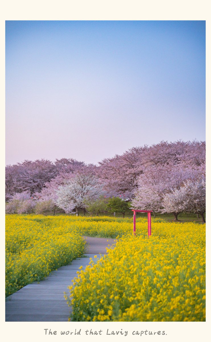 𝙻𝚊𝚟𝚒𝚢ꕤ tweet media