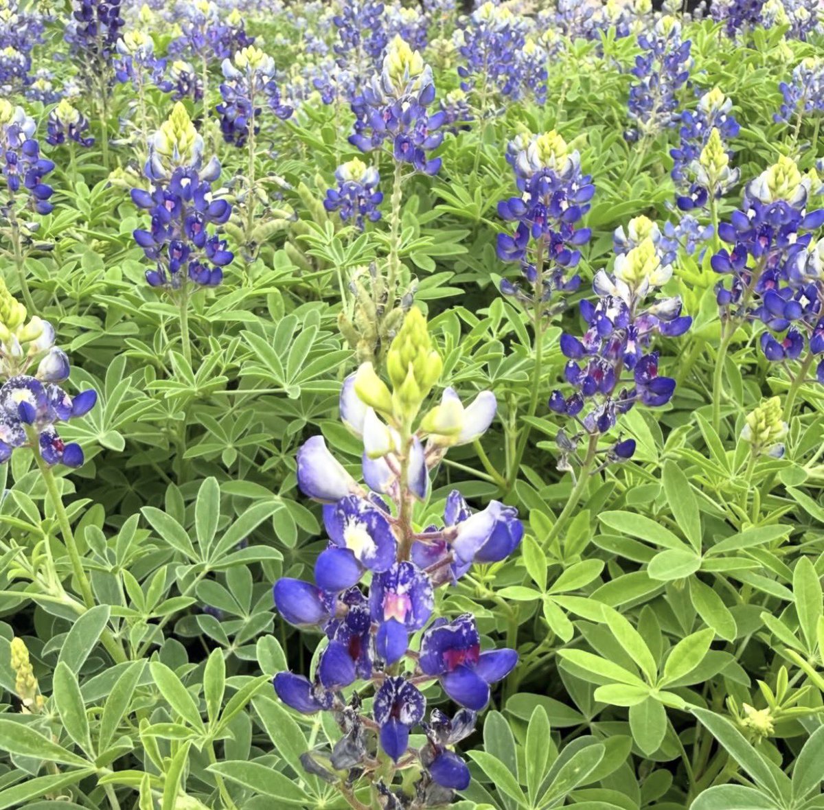 Emily Baucum tweet media