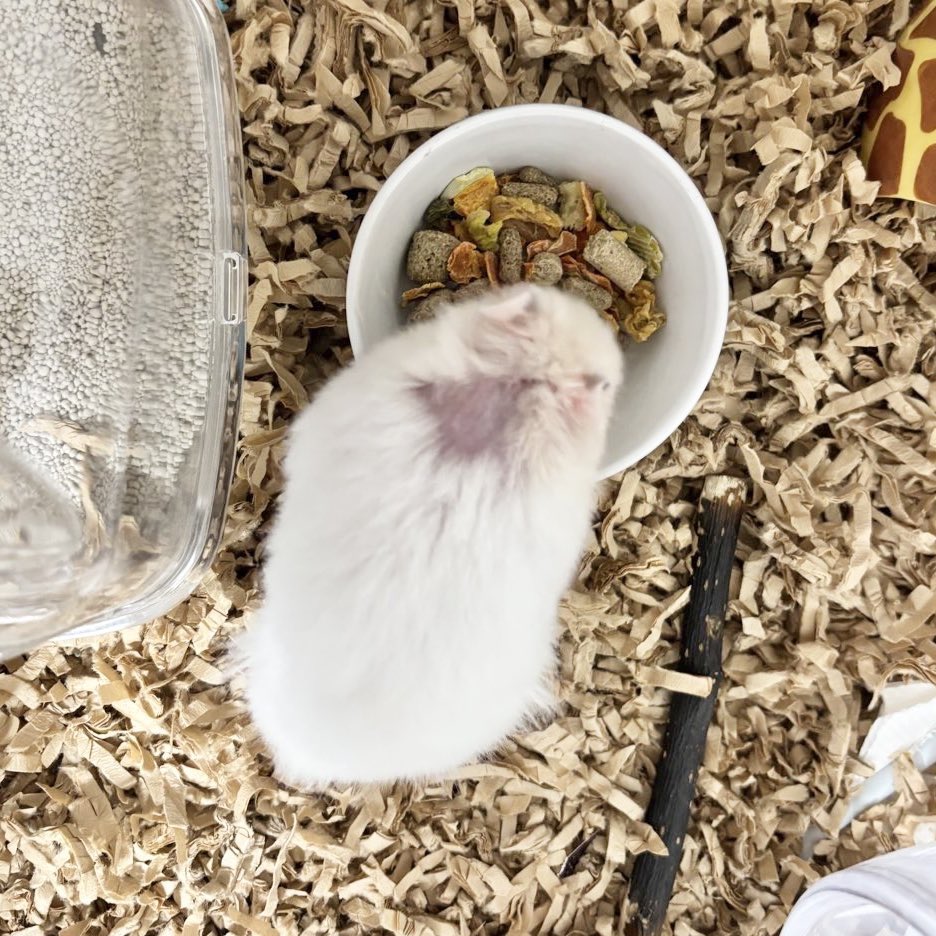 柔らかな体毛で覆われたいのちたち tweet media