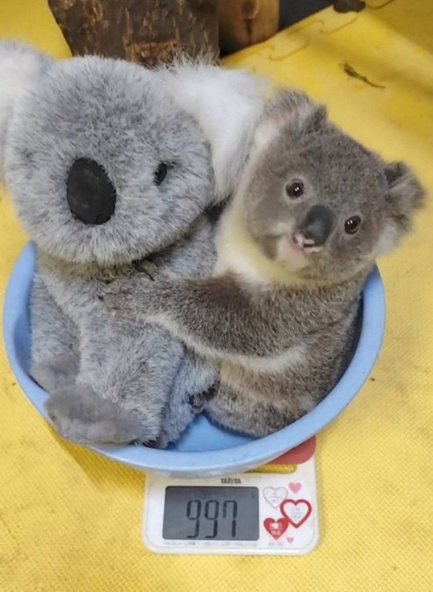 끼끼링 tweet media