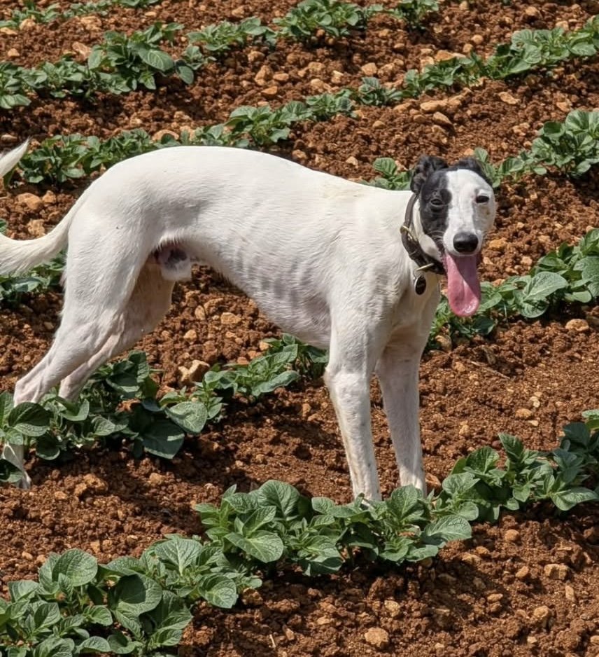 chris towers tweet media