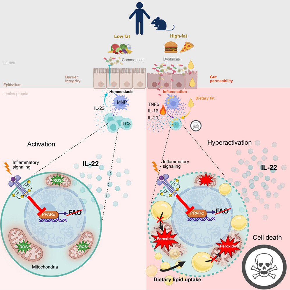 MicrobesInfect's tweet image. High-fat #diet causes rapid loss of intestinal group 3 innate lymphoid cells through #microbiota-driven inflammation &amp;amp; mitochondrial stress.

Dietary fats and microbes trigger ILC3 metabolic failure &amp;amp; death, disrupting intestinal homeostasis.

sciencedirect.com/science/articl… #immunology