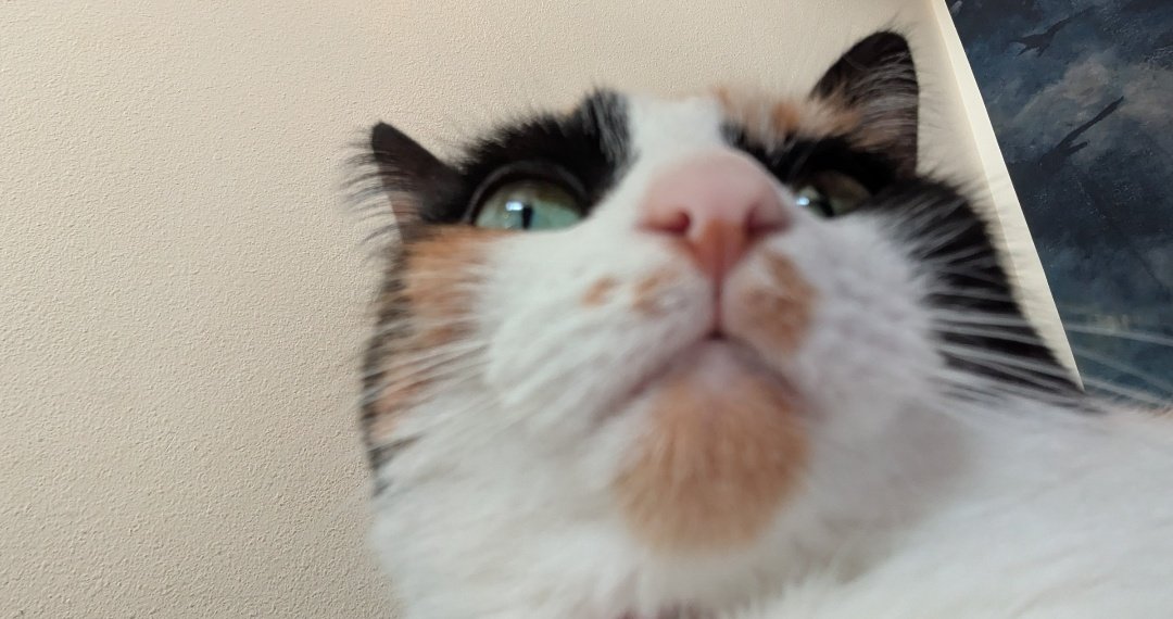 stag ᶻ 𝗓 𐰁 tweet media