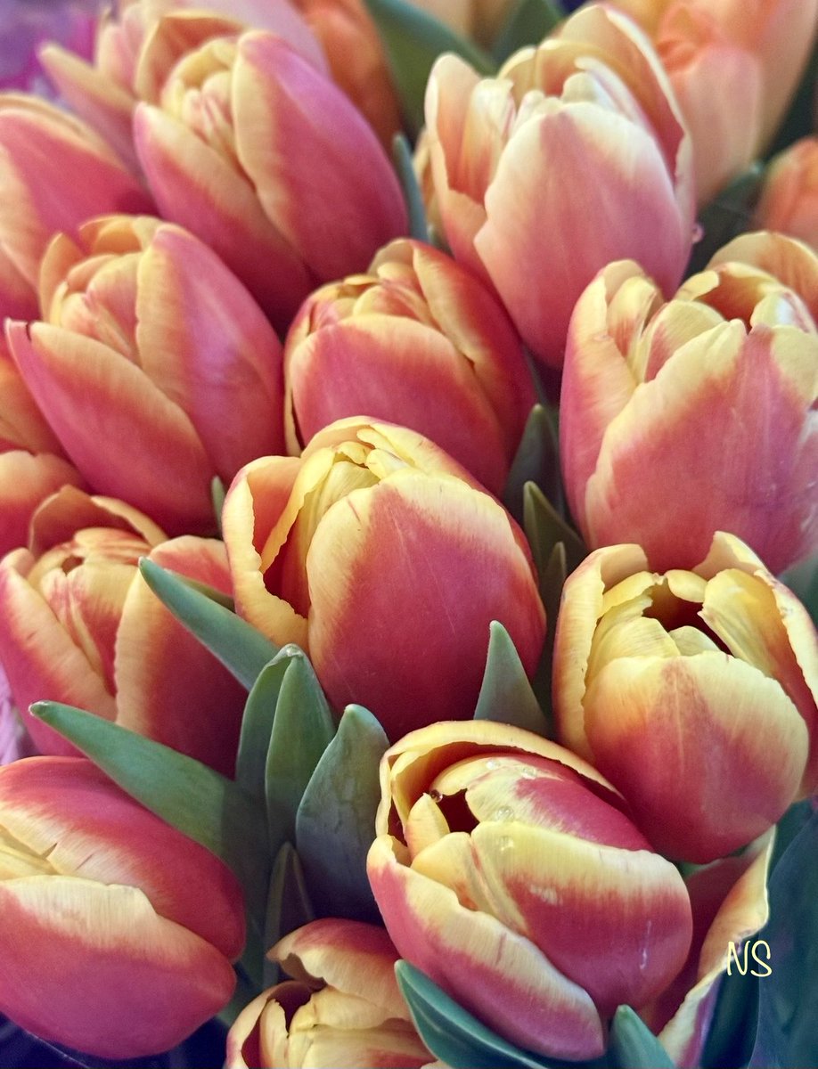 💃NS💃🇺🇸🕊 tweet media