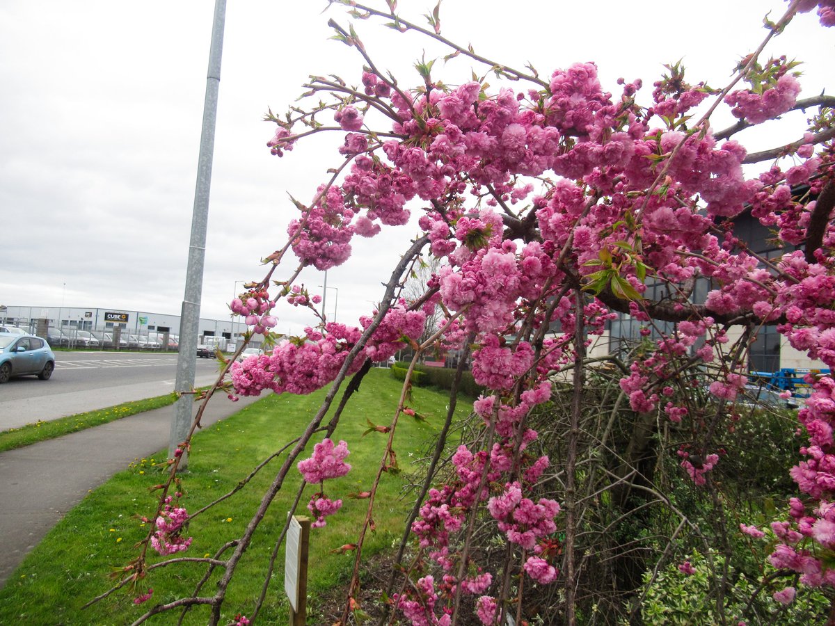 David O'Connor tweet media