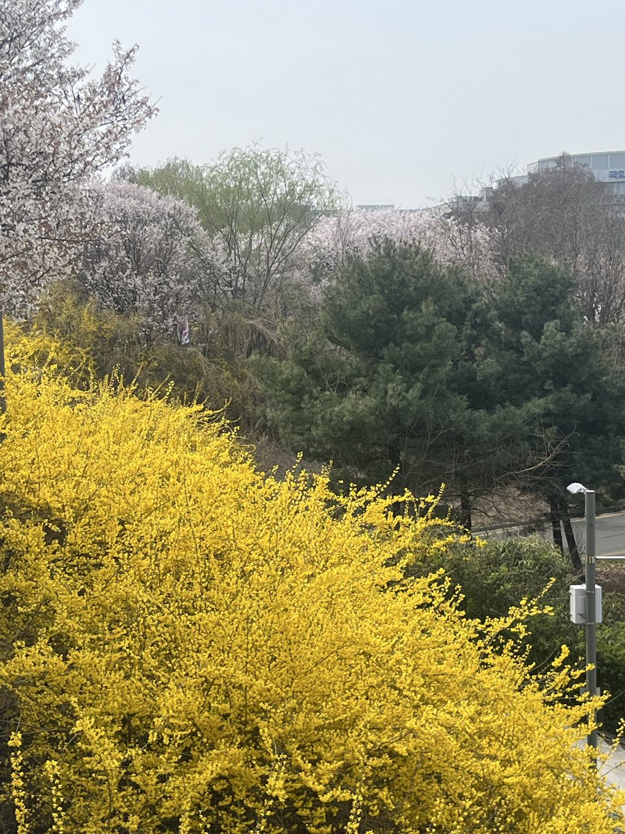 fermata_'s tweet photo. 망원 합정 여의도 당산 이 핑계 저 핑계 삼아 봄이 오는 소식 잔뜩 눈에 담았다, 고난 주간 끝! 다음 주는 방어 모드🥊 https://t.co/JYCbSebX4v