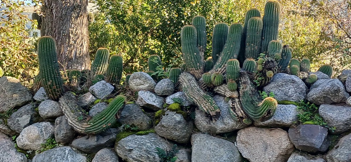 Alvaro Simon Padros tweet media