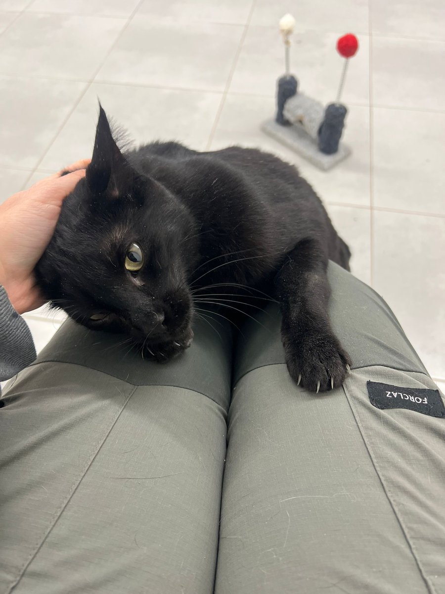 Open 🐕💕🐈🌳🦋 tweet media