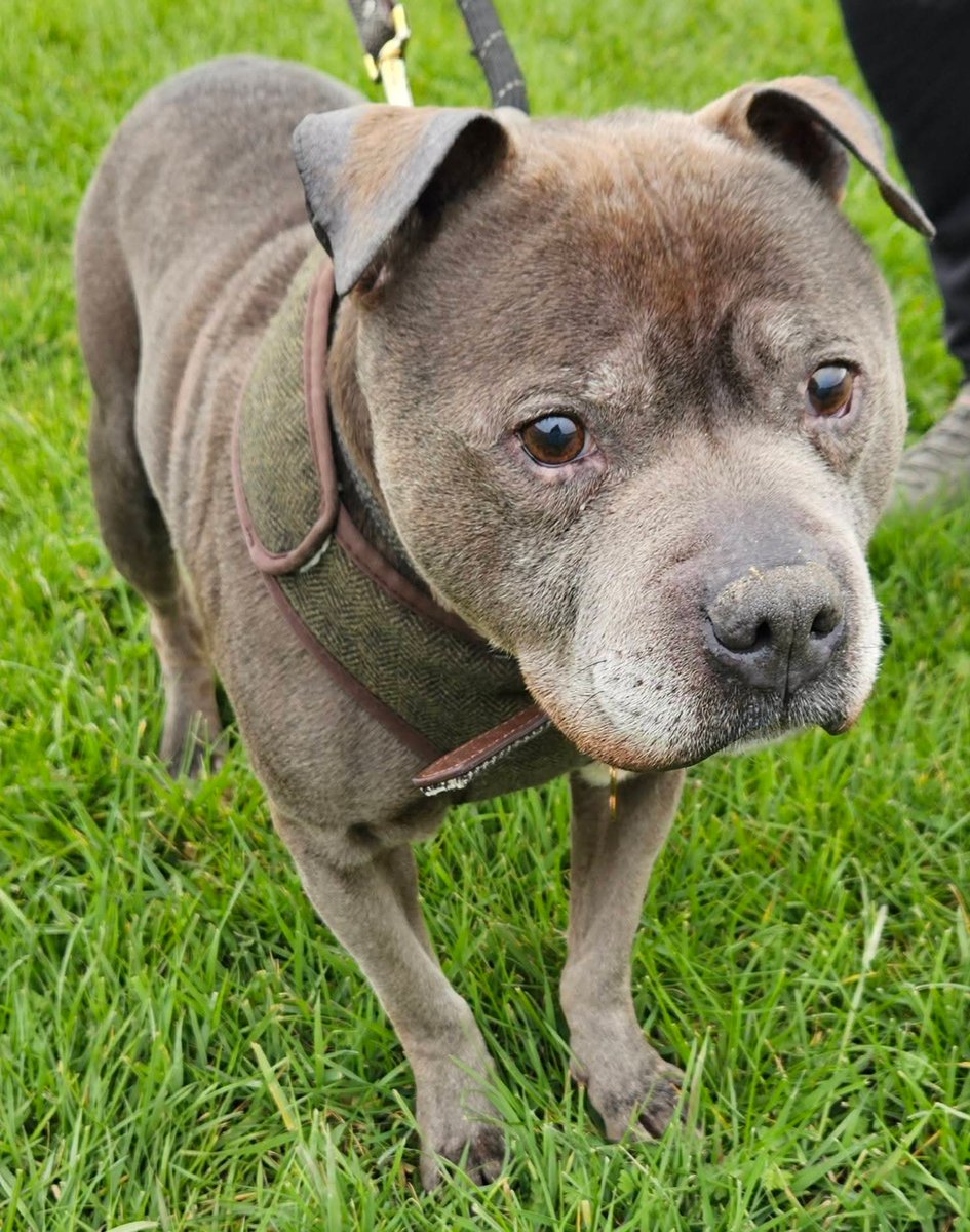Senior Staffy Club Dog Rescue tweet media