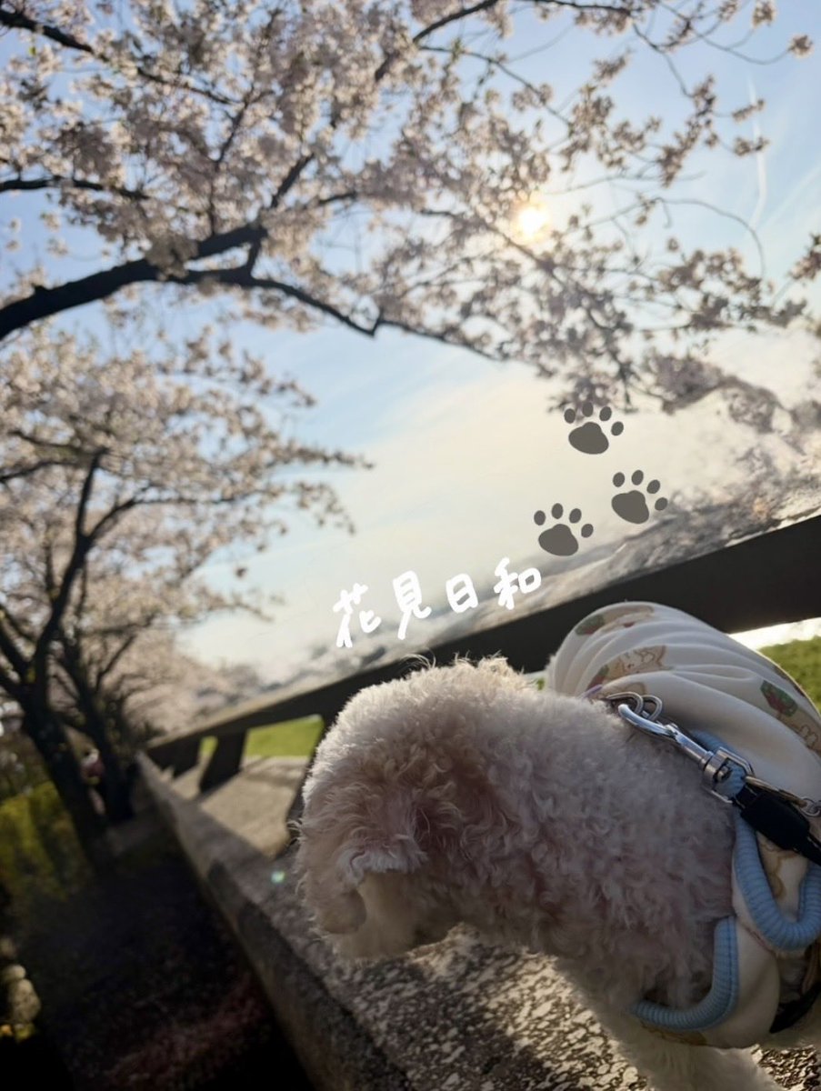 明日の雨で桜が散りそうなので、お花見散歩🌸
