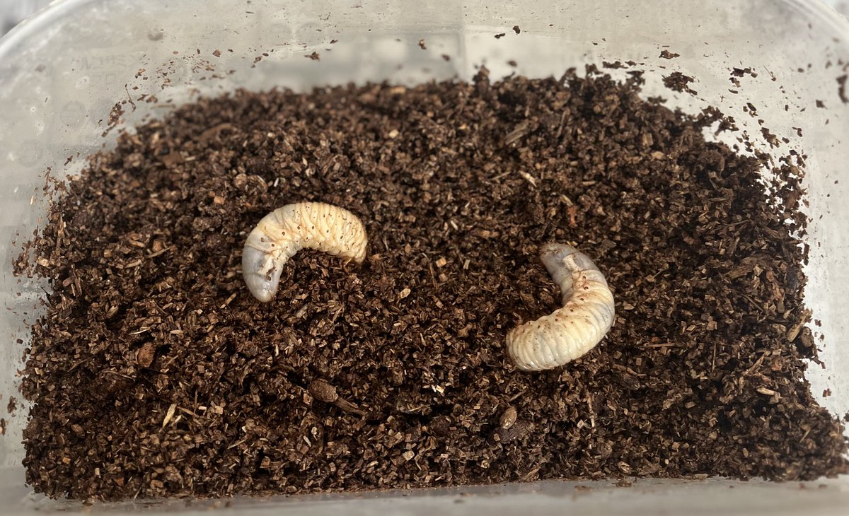 11TOMOp's tweet photo. 先日、お孫さんと昆虫たち無事かな？って掘ってみました😆
クワガタもカブトムシの幼虫も無事でした✨
写真撮り忘れたけど、クワガタの幼虫も少しずつ大きくなってる！
やーっと冬が終わりワクワクの季節〜😊 https://t.co/nBmi4HAqtN