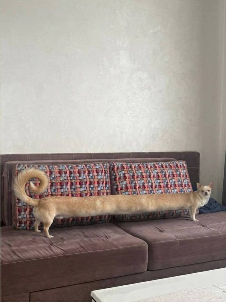 Агент Осбб🔫 tweet media