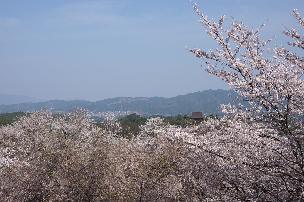 ミヤツカサケイ tweet media